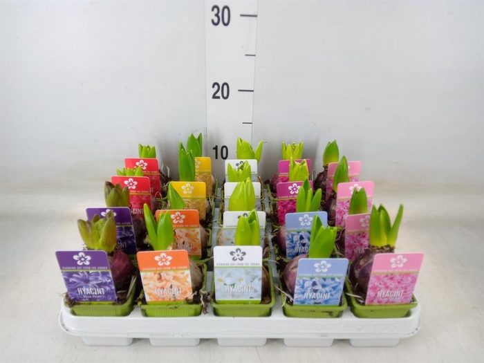 <h4>Hyacinthus orie. 'Pearl' ...mix 5</h4>