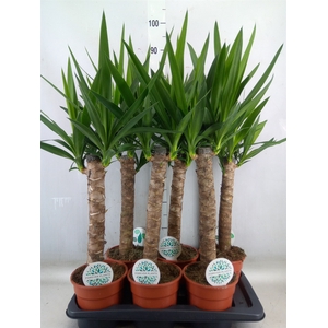 Yucca