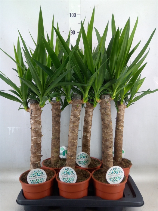 <h4>Yucca</h4>
