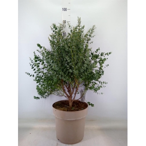 Eucalyptus