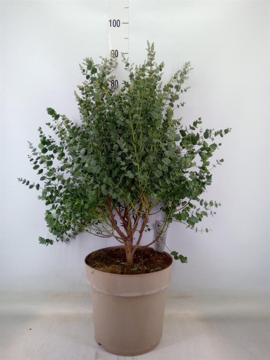 <h4>Eucalyptus</h4>