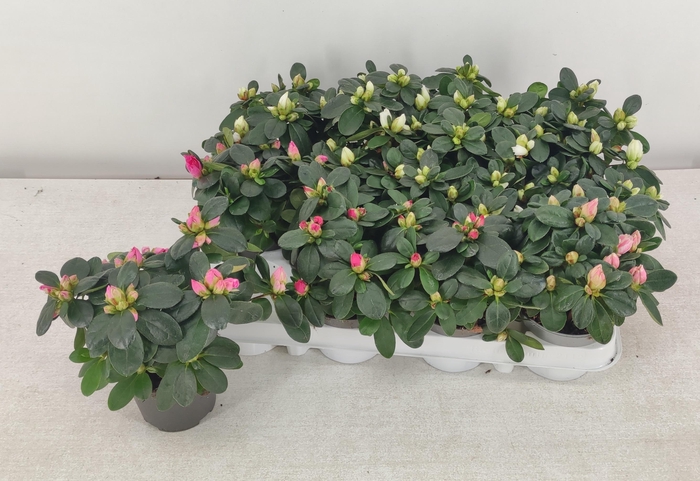 <h4>RHODO SI GEM</h4>