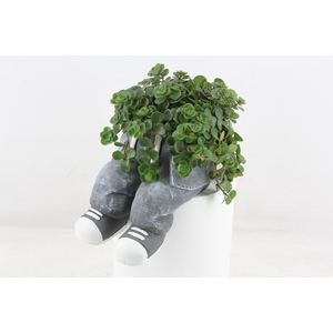 arr3 SN - Ker. spijkerbroek wallsit