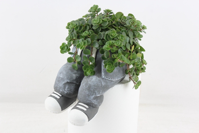 <h4>arr3 SN - Ker. spijkerbroek wallsit</h4>