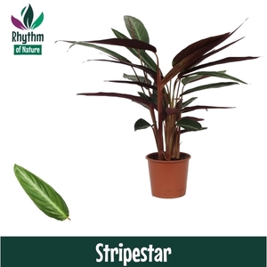 Calathea 17cm Stripestar Rhythm of Nature