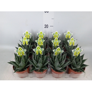 Aloe aristata 'Tiki Tahi'