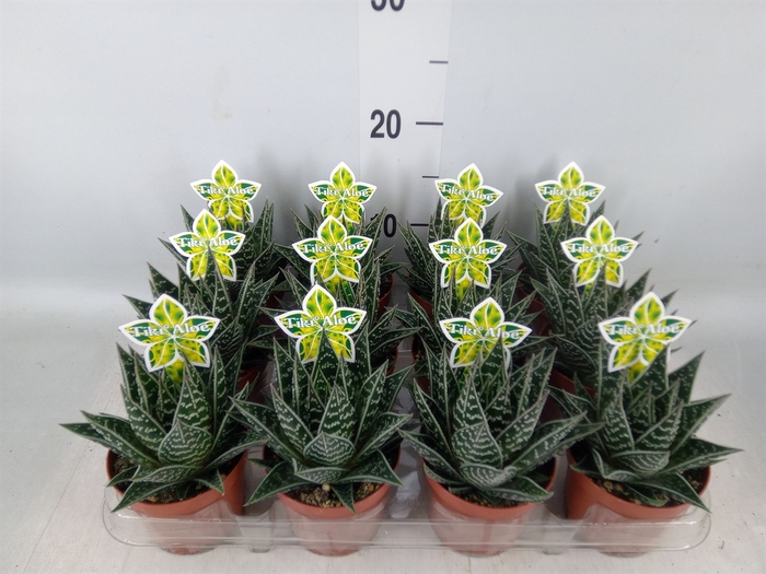 <h4>Aloe aristata 'Tiki Tahi'</h4>