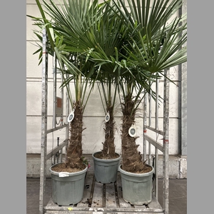 TRACHYC FORTUNEI 230 CM