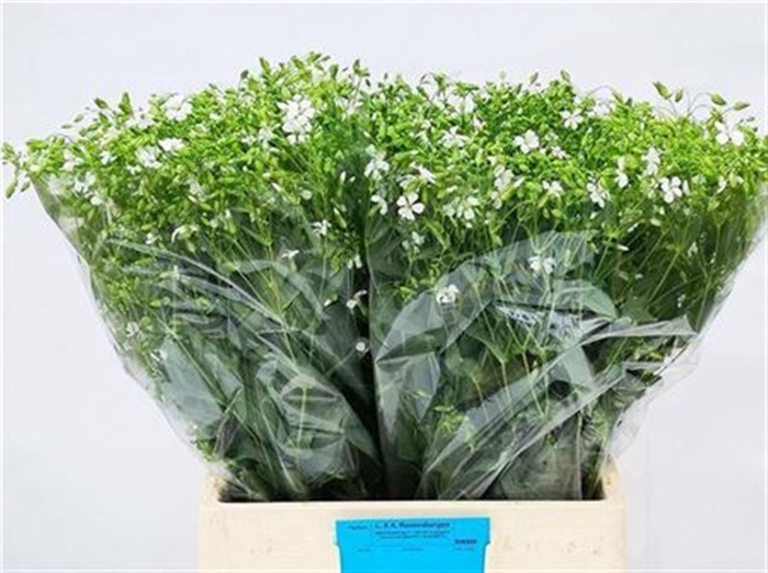<h4>Saponaria Bs Ov Wit</h4>