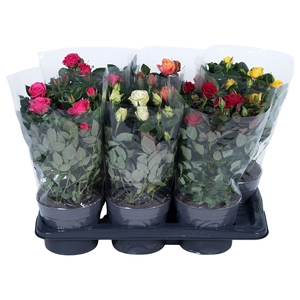 Nolina Roses Ø 17 cm Mix Blanco sleeve