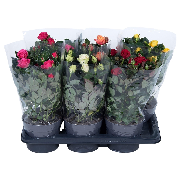 <h4>Nolina Roses Ø 17 cm Mix Blanco sleeve</h4>