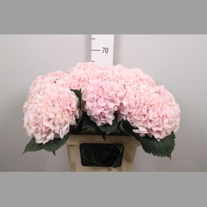 Hydr M My Pinktou Rz