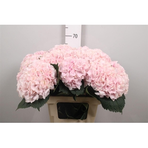 Hydr My Beautiful Pinktouch