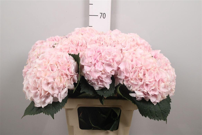 <h4>Hydr M My Pinktou Rz</h4>