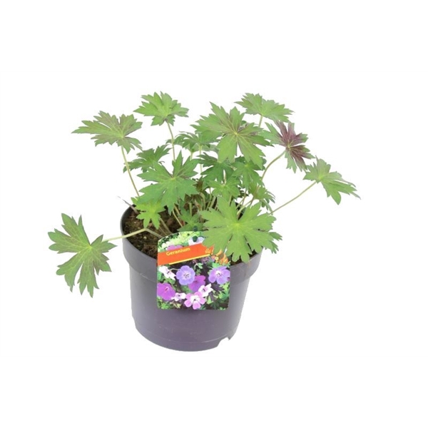 <h4>Geranium wlas. Lakwijk Star</h4>