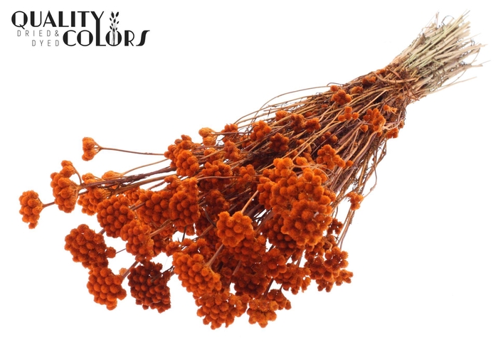<h4>Droogbloemen   ...bewerkt H%</h4>