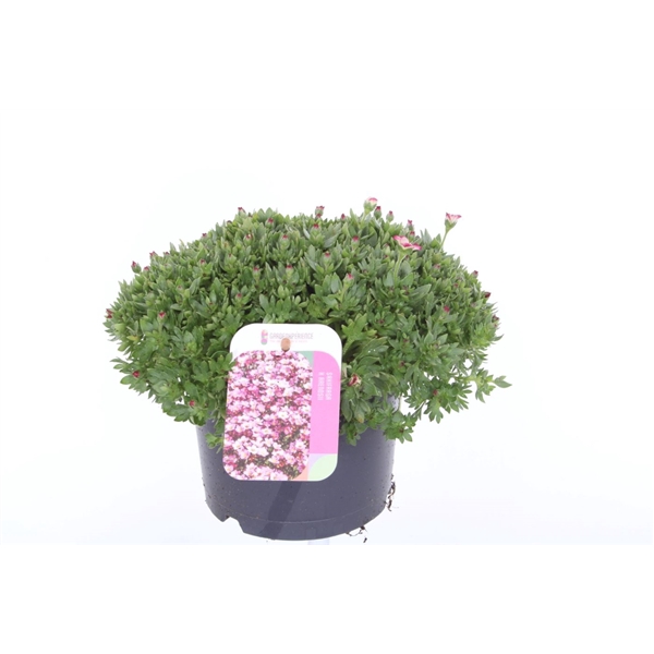 <h4>Saxifraga Alpino Early Picotee</h4>