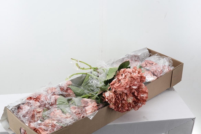 <h4>Hydr Rosy Grey Box</h4>