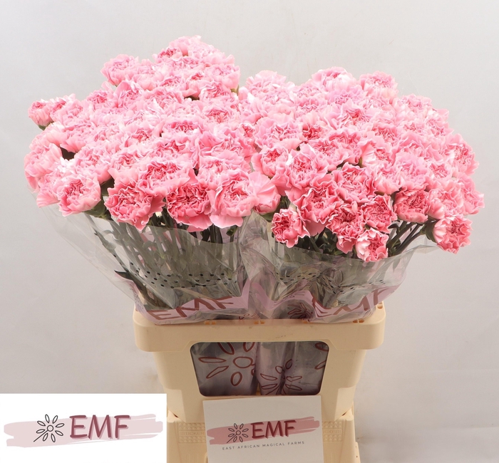 <h4>DI ST JULIA</h4>