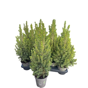PICEA AB CONICA