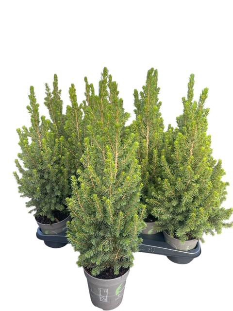 <h4>PICEA AB CONICA</h4>