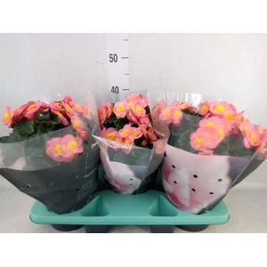 Begonia elat. HL 'Belove Peach'