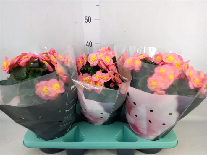 <h4>Begonia elat. HL 'Belove Peach'</h4>