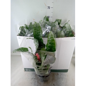 Aechmea fasciata 'Primera'