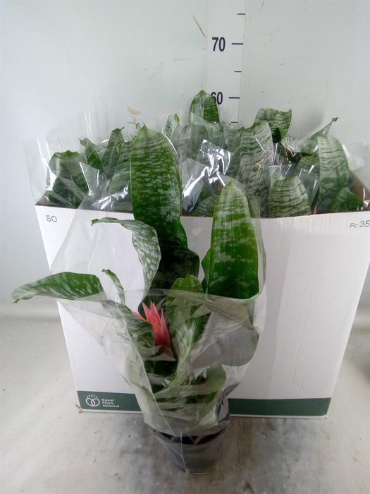 <h4>Aechmea fasciata 'Primera'</h4>