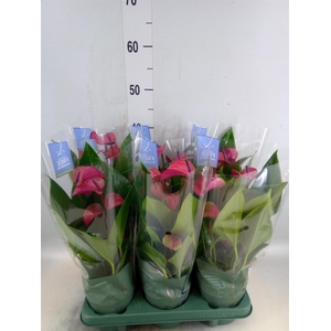 Anthurium andr. 'Pure Purple'