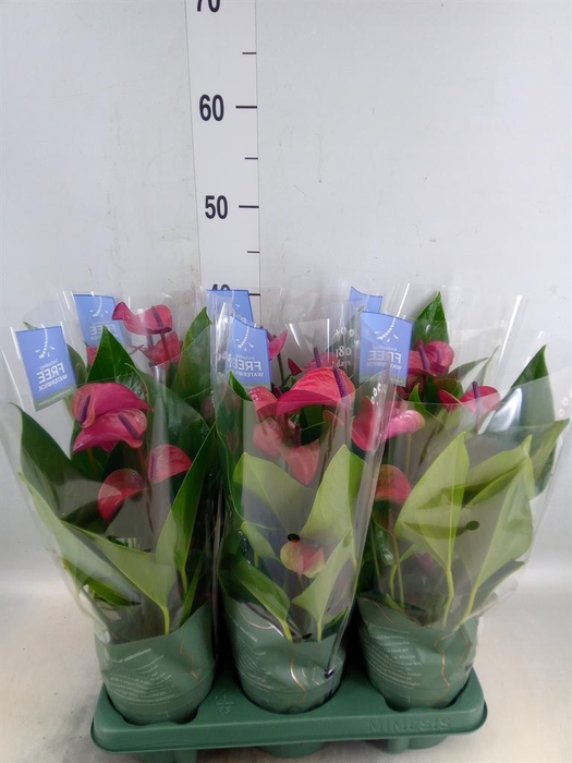 <h4>Anthurium andr. 'Pure Purple'</h4>