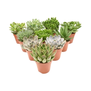Succulenten gemengd 4 soorten
