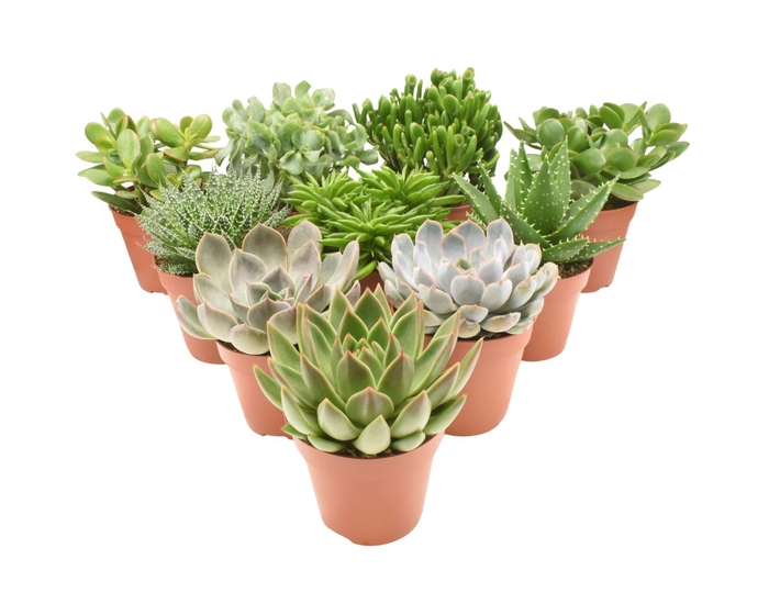 <h4>Succulenten gemengd 4 soorten</h4>