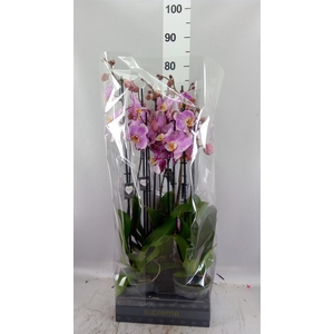 Phalaenopsis  'FC Art Nouveau'