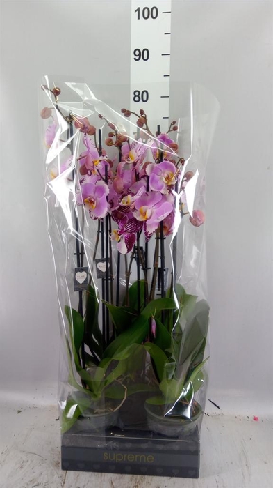 <h4>Phalaenopsis  'FC Art Nouveau'</h4>