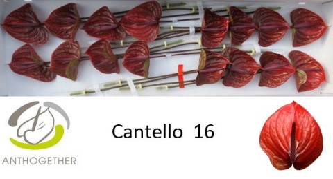 ANTH A CANTELLO 16