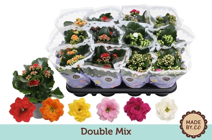 Kalanchoe gevuld gemengd 5klr.
