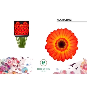 Germini Flamazing Diamond per kaart