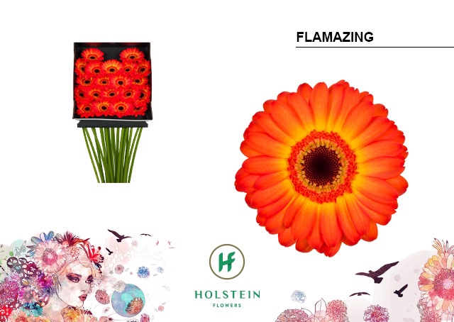 <h4>Germini Flamazing Diamond per kaart</h4>