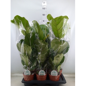 Ficus lyrata