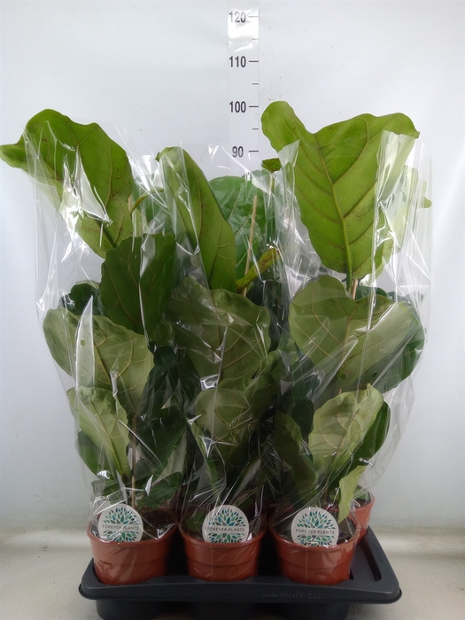 <h4>Ficus lyrata</h4>