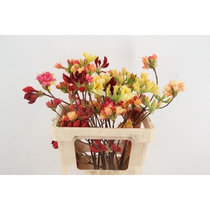 RHODO. MIXED 050CM