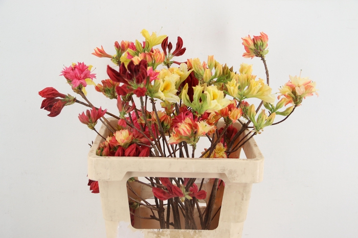 <h4>RHODO. MIXED 050CM</h4>