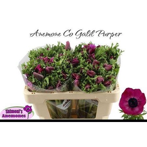 Anem Co Galil Purper