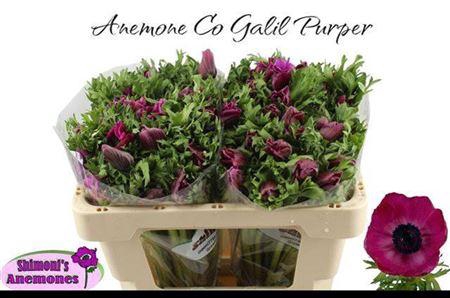 <h4>Anem Co Galil Purper</h4>