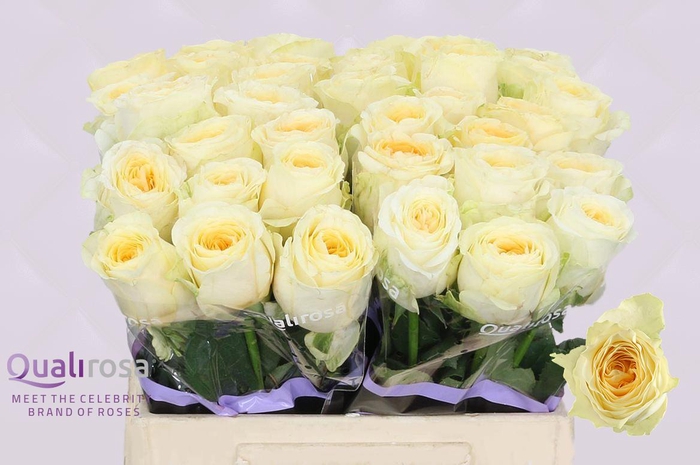 <h4>R Gr Buttercup</h4>