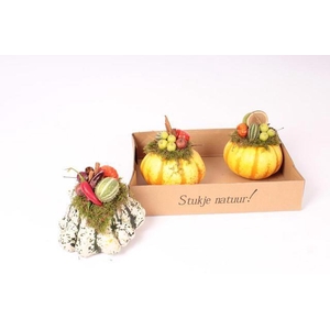 CUCURBITA