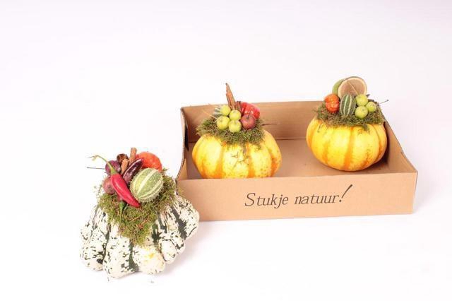 <h4>CUCURBITA</h4>