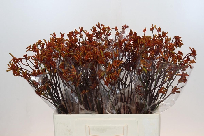 <h4>Anigozanthos Bush Sunset</h4>