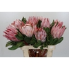 Protea Cynaroides